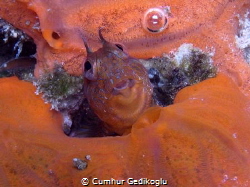 Parablennius marmoreus
BUBBLE COUNTER, Seaweed blenny by Cumhur Gedikoglu 